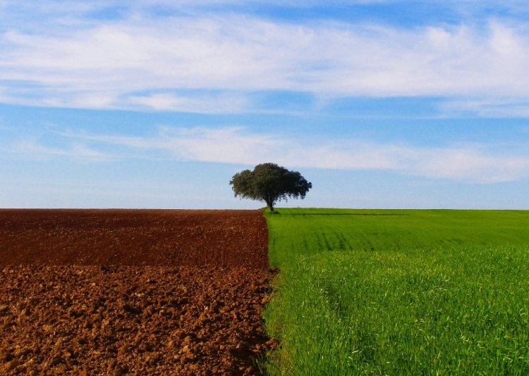 alentejo-campo