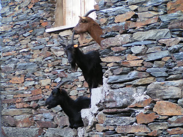 covas do monte